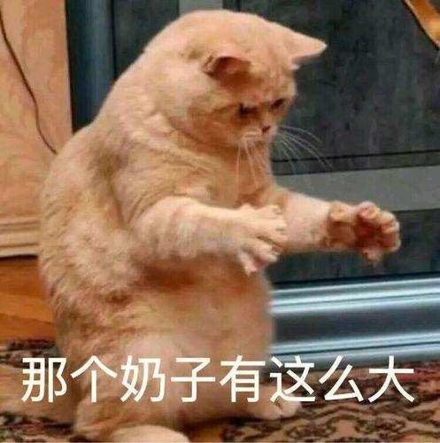 猫咪表情包那个奶子有这么大