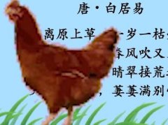 文老爷子什么梗 指文宇6868的素材大公鸡