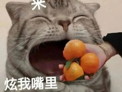 炫我嘴里是什么梗 炫我嘴里猫猫表情包